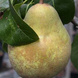 Pear tree 'Beurré hardy'